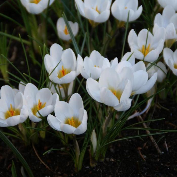 Crocus 'Ard Schenk' plant