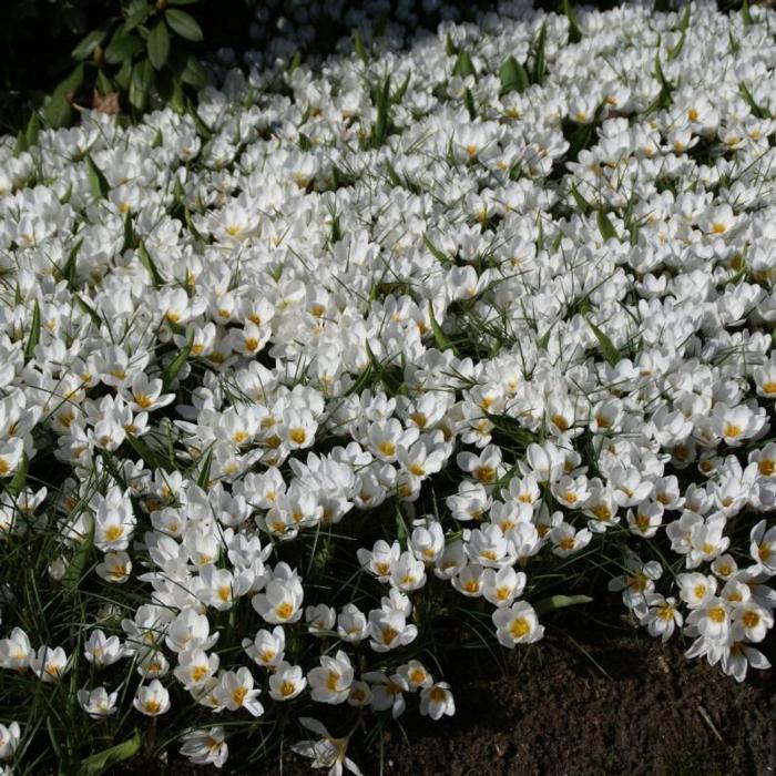 Crocus 'Ard Schenk' plant