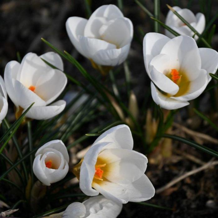 Crocus 'Ard Schenk' plant