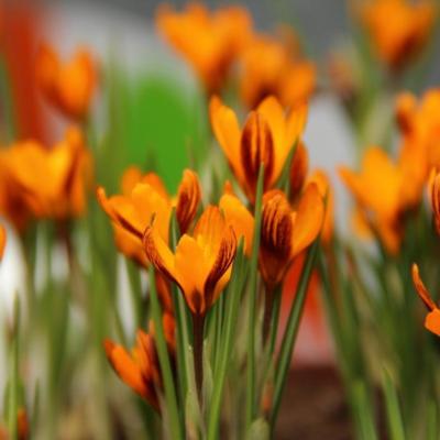 crocus-balansae-orange-monarch