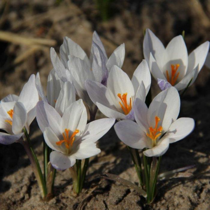 Crocus biflorus ssp. weldenii 'Fairy' plant