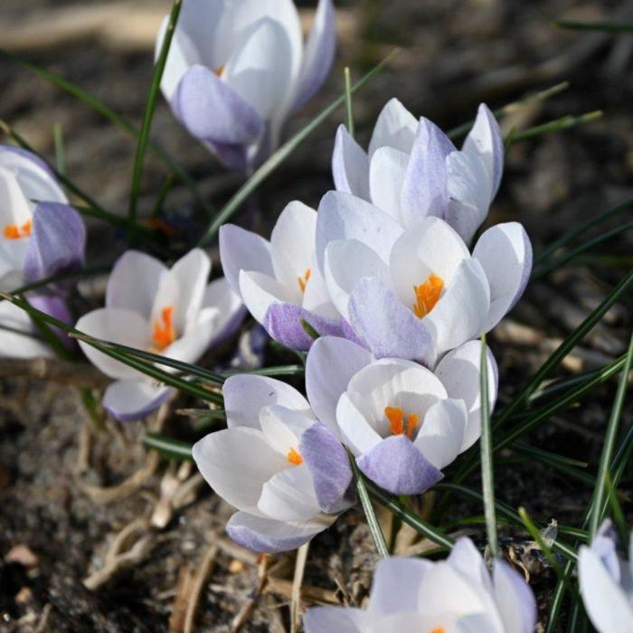 Crocus biflorus ssp. weldenii 'Fairy' plant