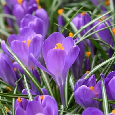 crocus-blue-ocean