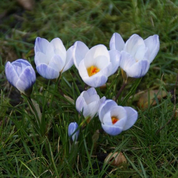 Crocus 'Blue Pearl' plant