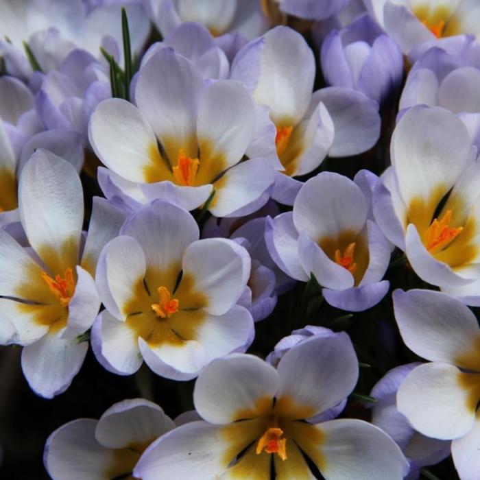 Crocus 'Blue Pearl' plant