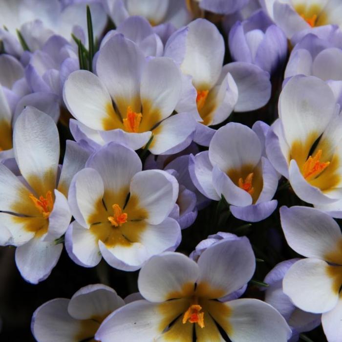 Crocus 'Blue Pearl' plant