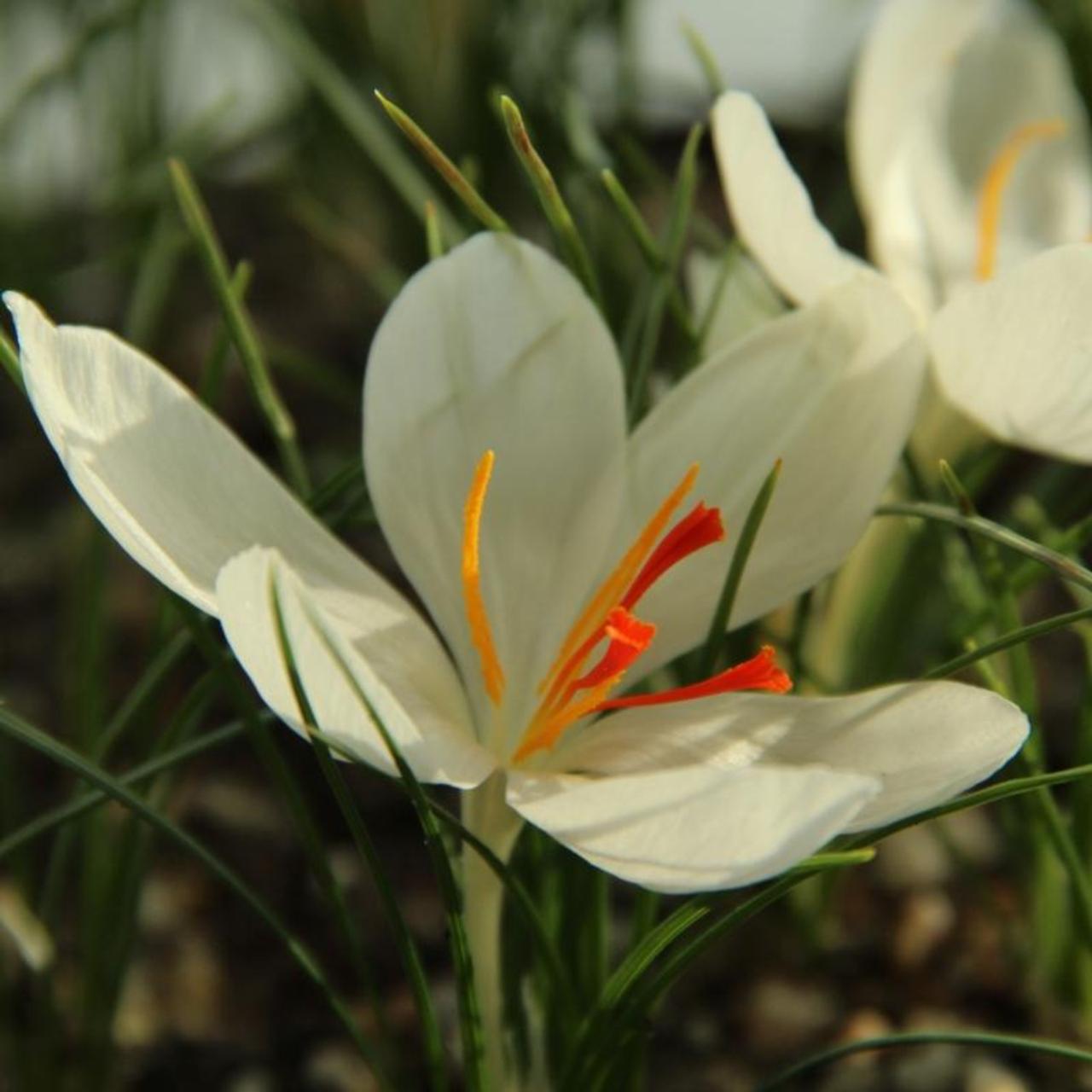 Crocus cartwrightianus hort. 'Albus' plant