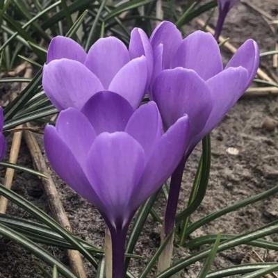 crocus-charente