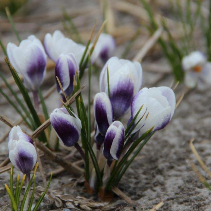 Crocus chrysanthus 'Blue Bird' plant