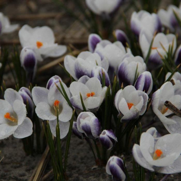 Crocus chrysanthus 'Blue Bird' plant