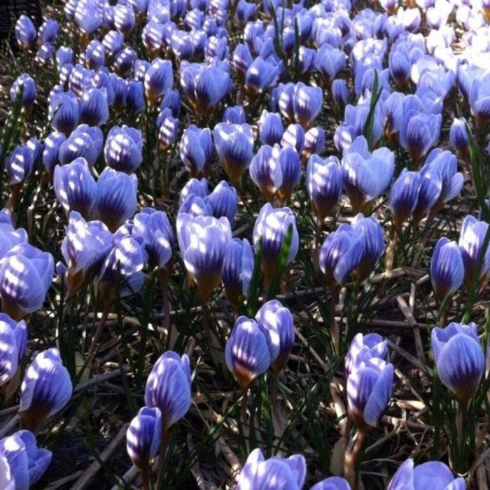 Crocus chrysanthus 'Blue Marlin' plant