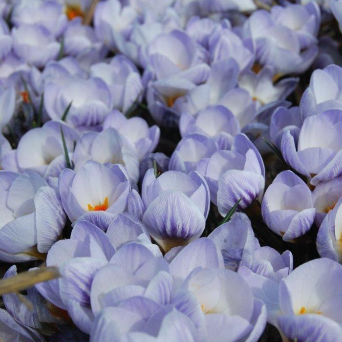 Crocus chrysanthus 'Blue Marlin' plant