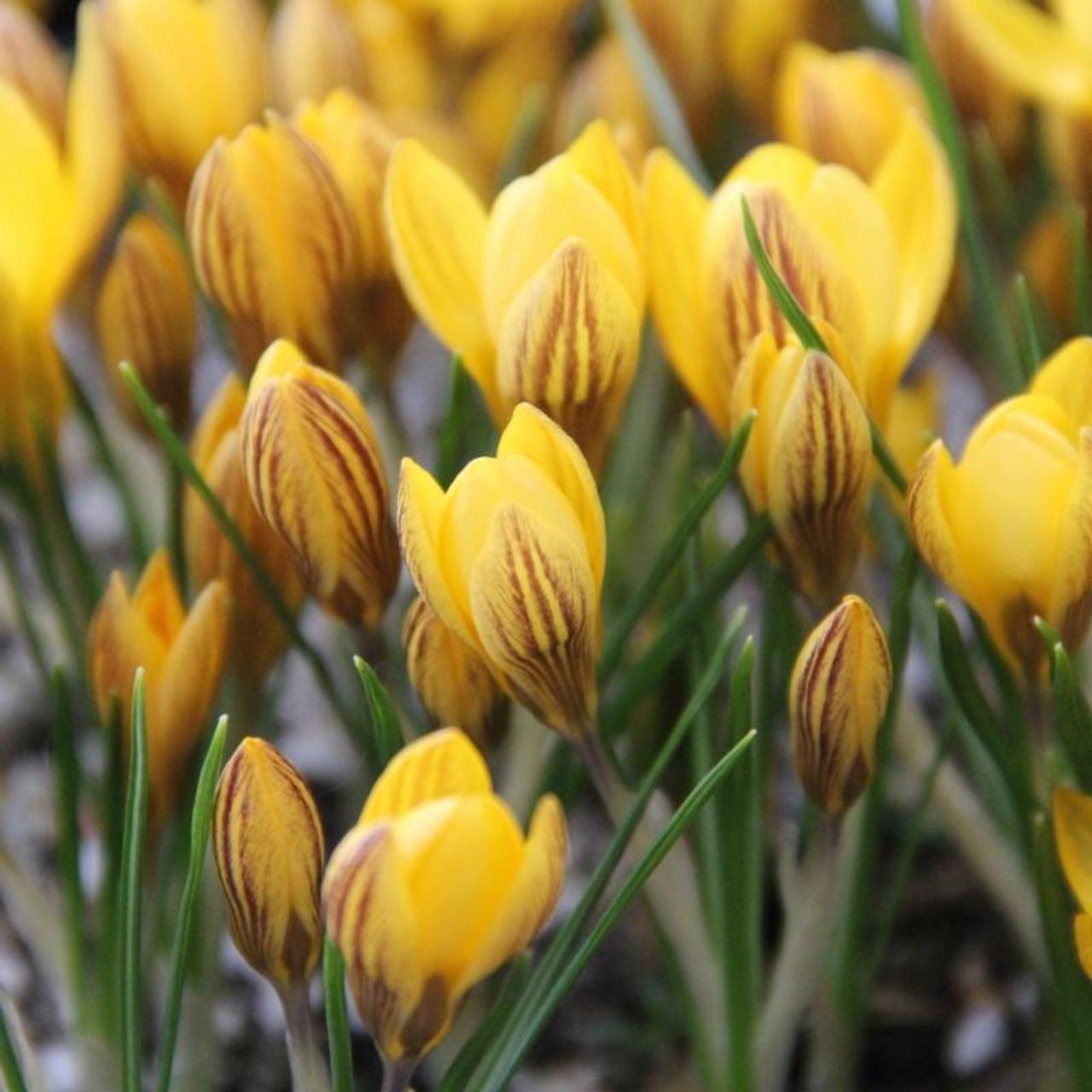 Crocus chrysanthus 'Fuscotinctus' plant