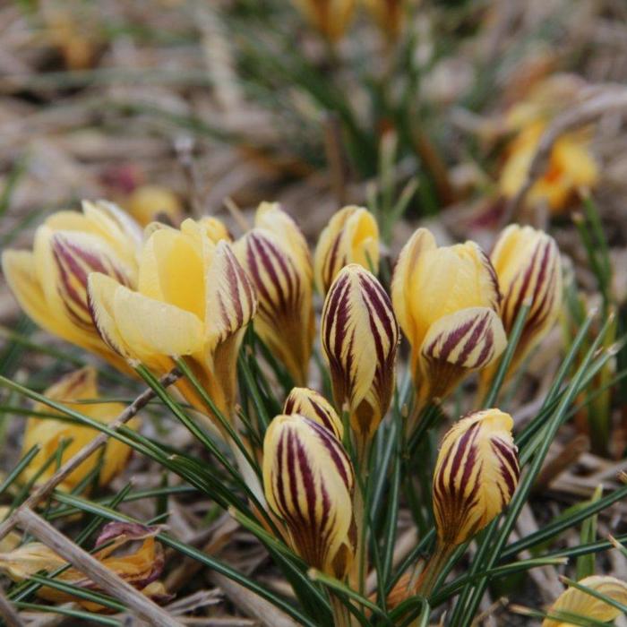 Crocus chrysanthus 'Gipsy Girl' plant