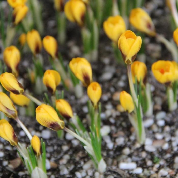 Crocus chrysanthus 'Goldilocks' plant