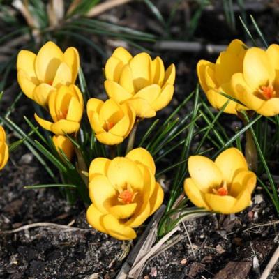 crocus-chrysanthus-goldilocks