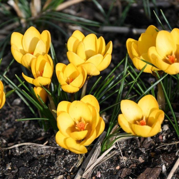 Crocus chrysanthus 'Goldilocks' plant