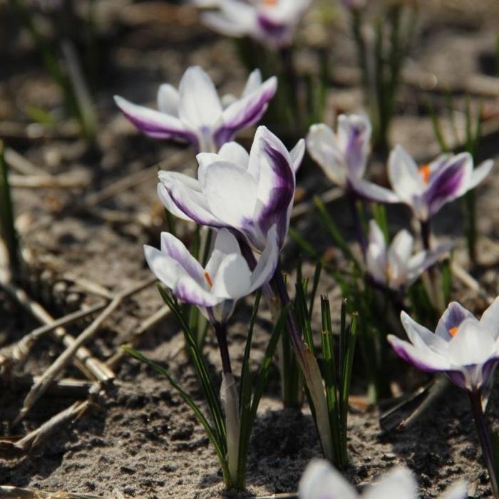 Crocus chrysanthus 'Ladykiller' plant