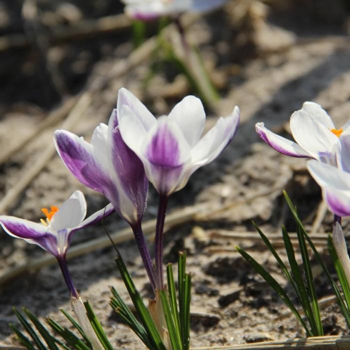 Crocus chrysanthus 'Ladykiller' plant