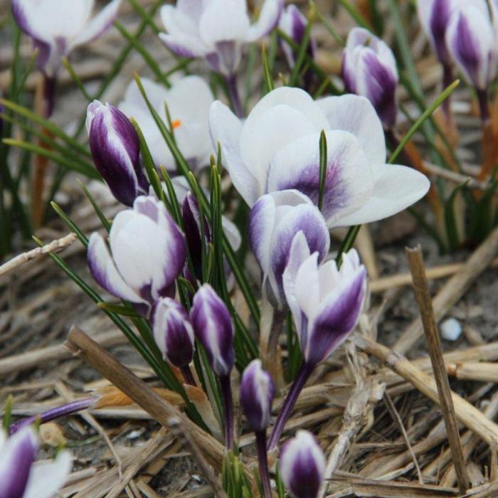 Crocus chrysanthus 'Ladykiller' plant