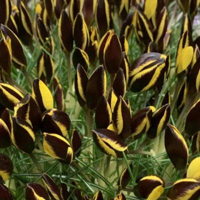 crocus-chrysanthus-queen-bee