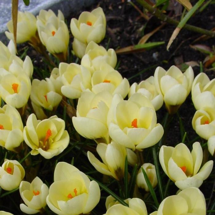 Crocus 'Cream Beauty' plant