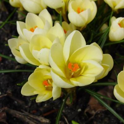 crocus-cream-beauty