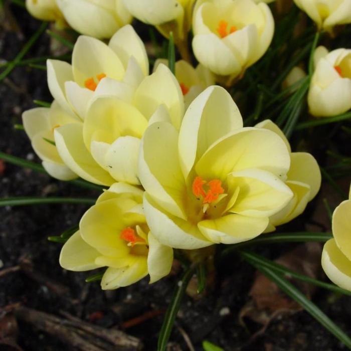 Crocus 'Cream Beauty' plant