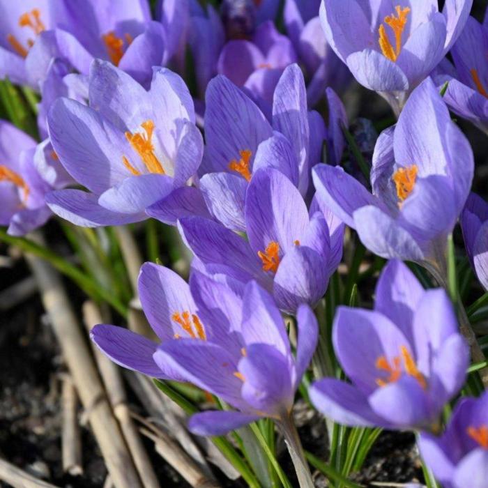 Crocus etruscus 'Zwanenburg' plant