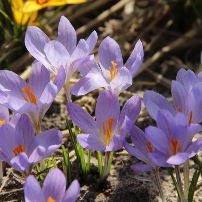 Crocus etruscus 'Zwanenburg' plant