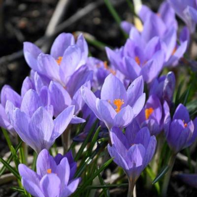 crocus-etruscus-zwanenburg