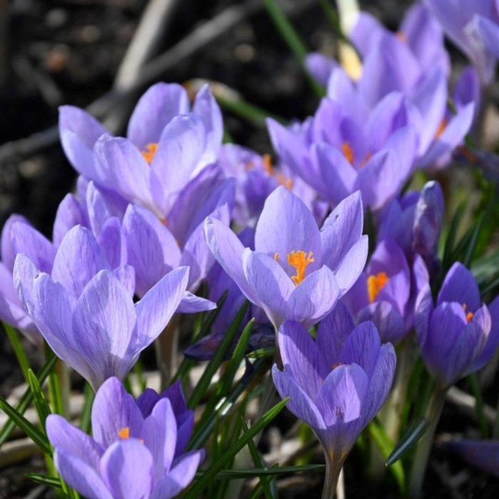 Crocus etruscus 'Zwanenburg' plant