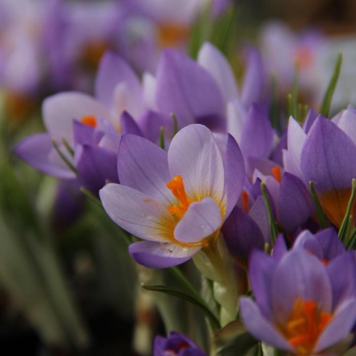 Crocus 'Firefly' plant