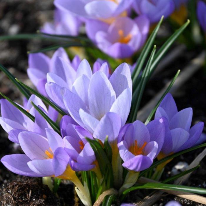 Crocus 'Firefly' plant