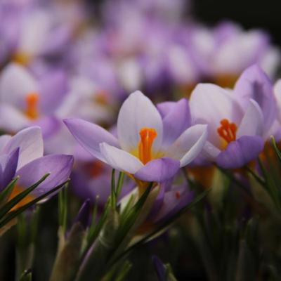 crocus-firefly