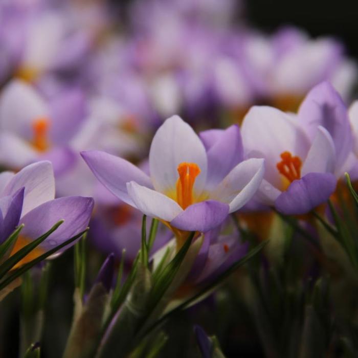 Crocus 'Firefly' plant