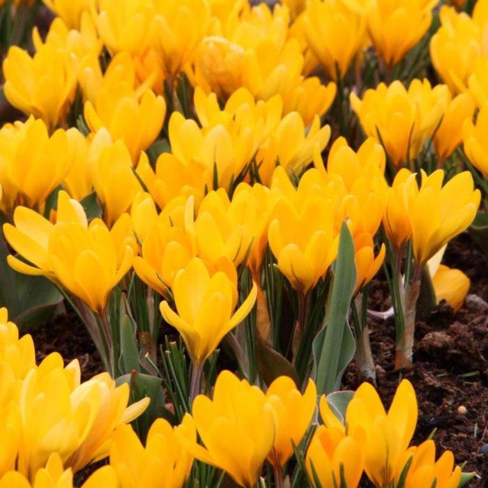 Crocus flavus 'Golden Yellow' plant