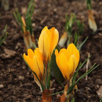 crocus-flavus-golden-yellow