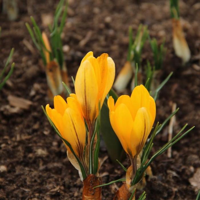 Crocus flavus 'Golden Yellow' plant