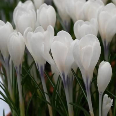 crocus-ice-queen