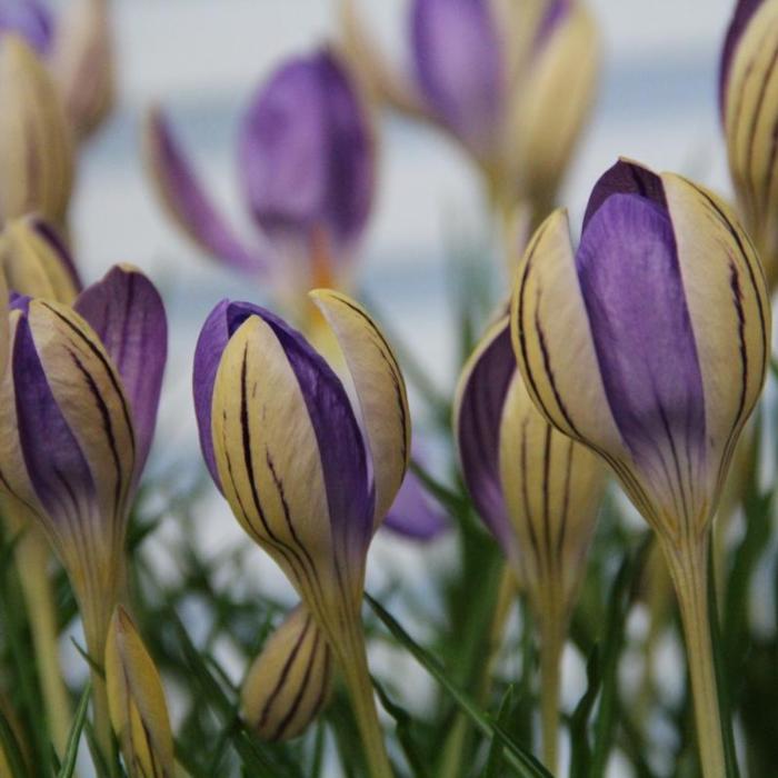 Crocus imperati ssp. imperati 'De Jager' plant