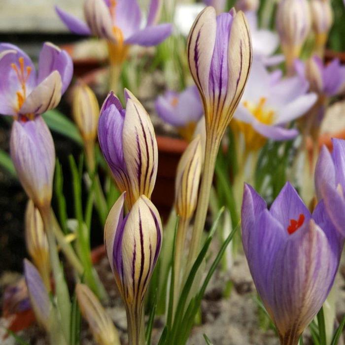 Crocus imperati ssp. imperati 'De Jager' plant