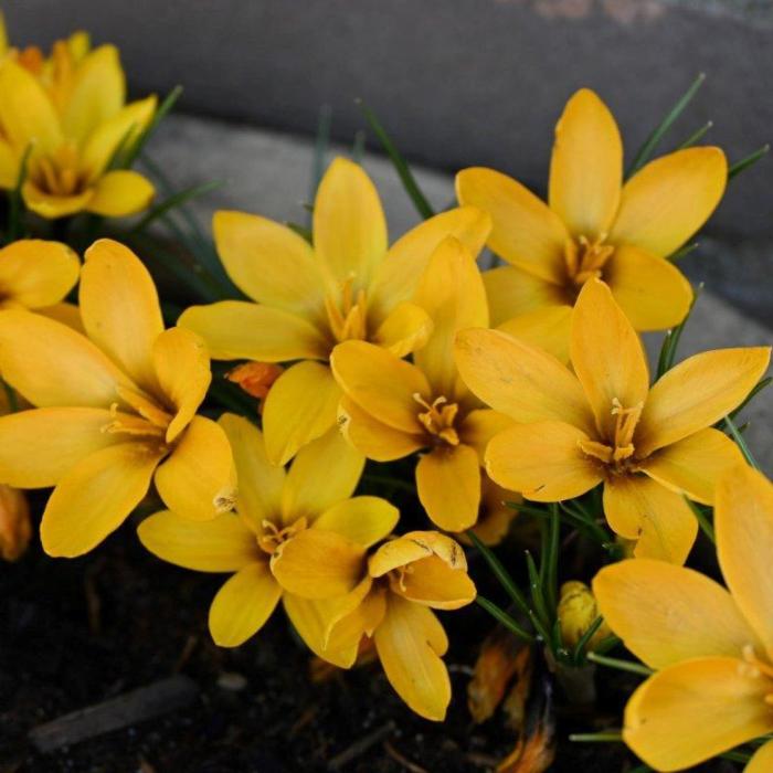 Crocus korolkowii plant