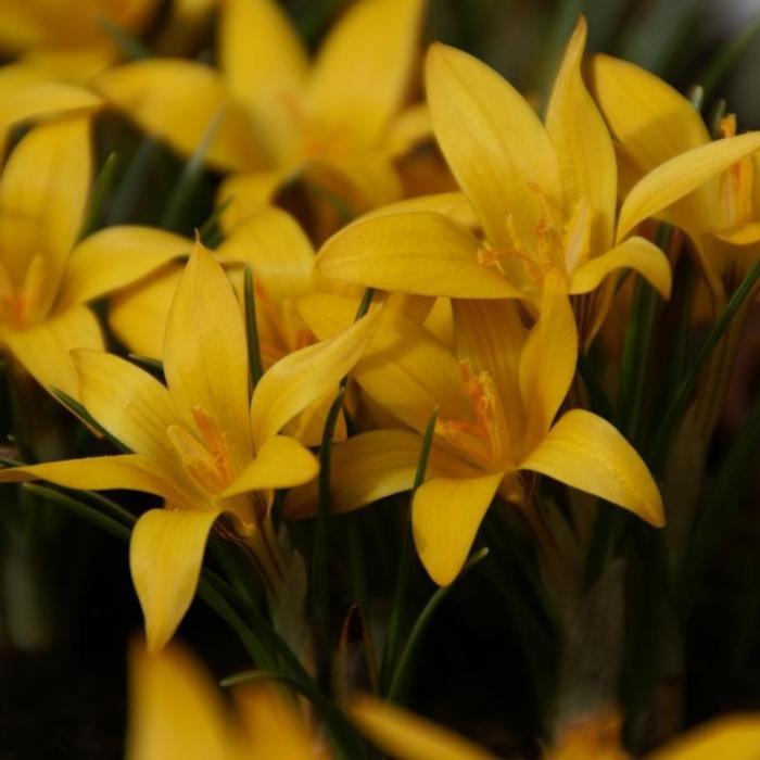 Crocus korolkowii plant