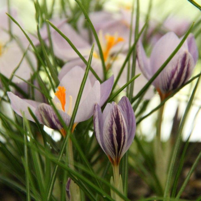 Crocus laevigatus 'Fontenayi' plant