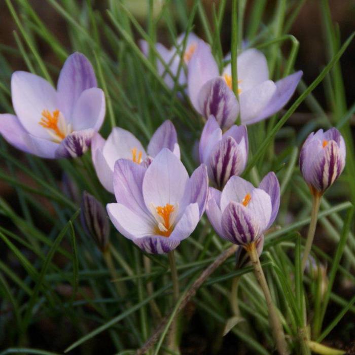 Crocus laevigatus 'Fontenayi' plant