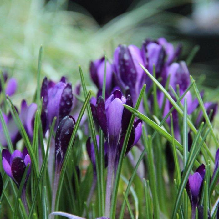 Crocus minimus 'Bavella' plant