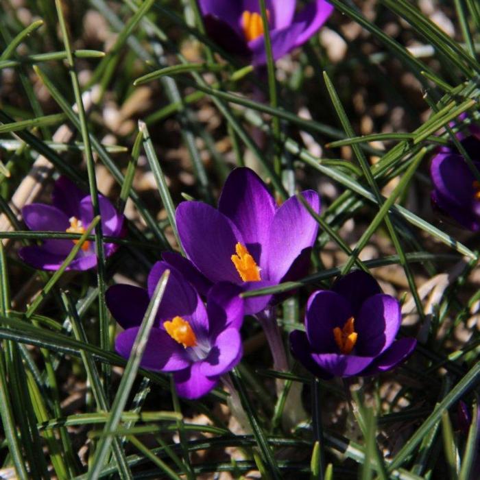 Crocus minimus 'Bavella' plant