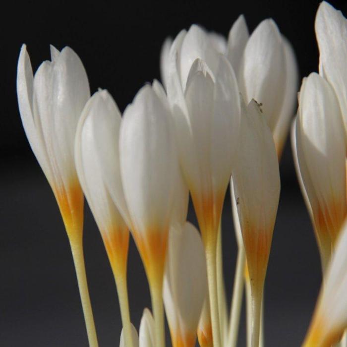 Crocus ochroleucus plant