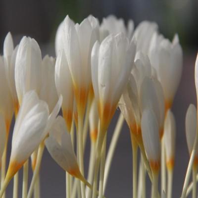 crocus-ochroleucus